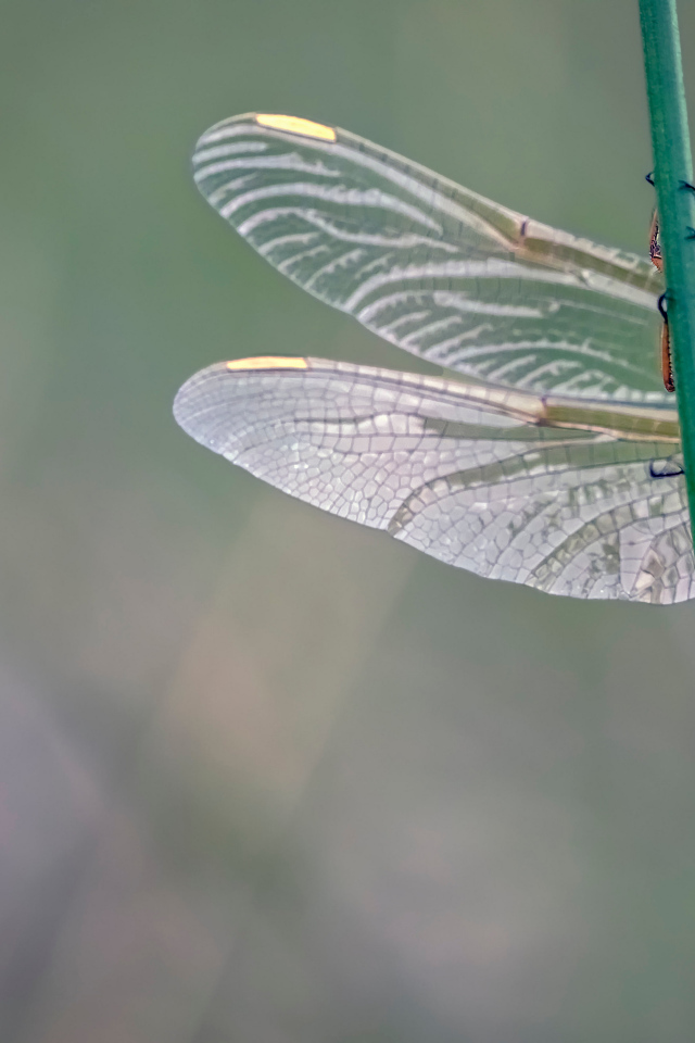 Красивая стрекоза сидит на зеленой траве 