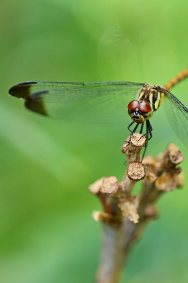 Красивая стрекоза с черными прозрачными крыльями 