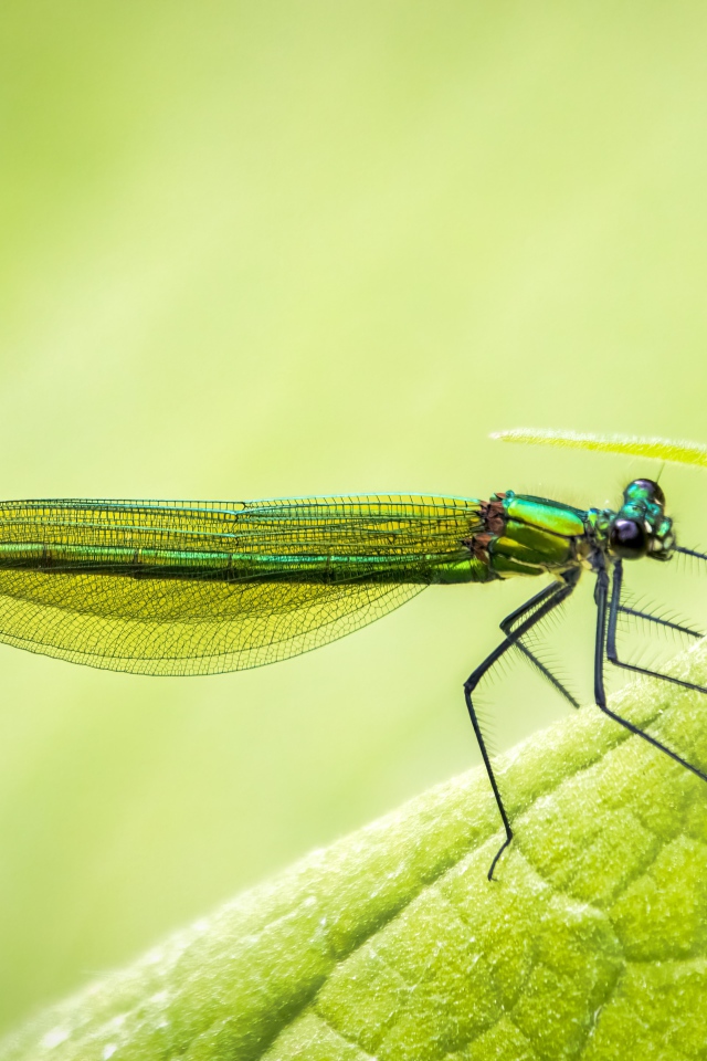 Красивая зеленая стрекоза на зеленом листе 