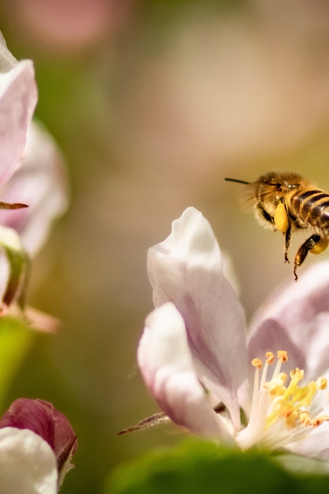 Пчела летает над розовыми цветами яблони 