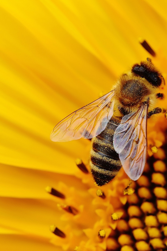 Пчела медонос сидит на цветке подсолнуха 