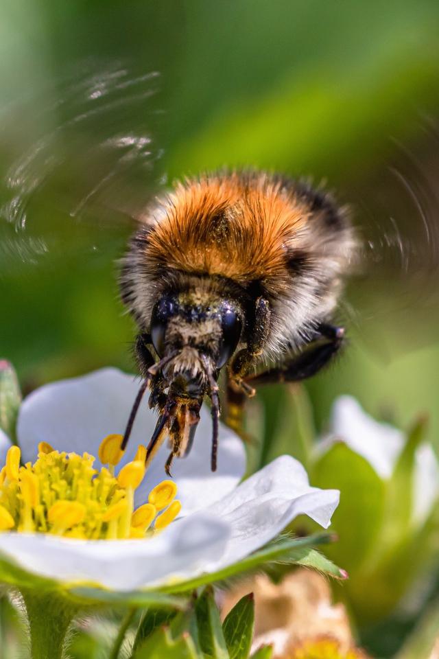 Пчела опыляет цветок клубники весной