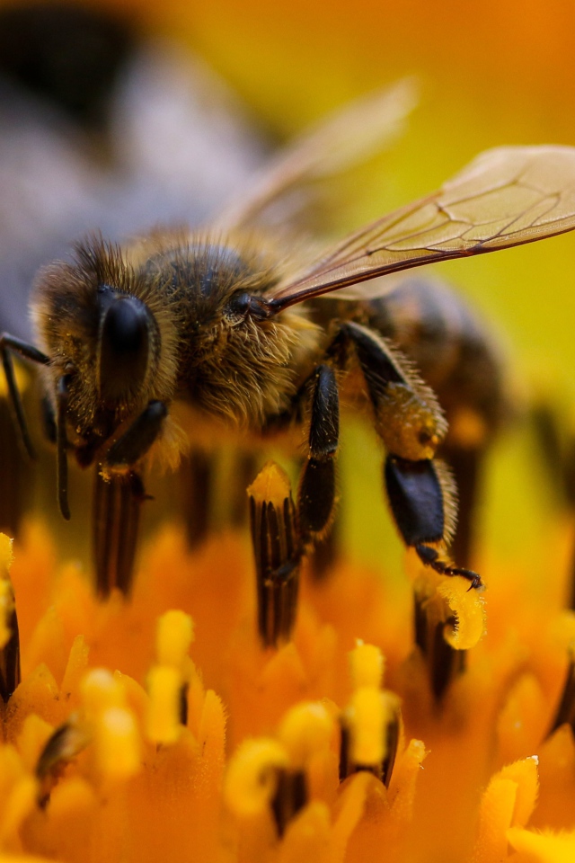 Большая пчела на цветке подсолнуха крупным планом 