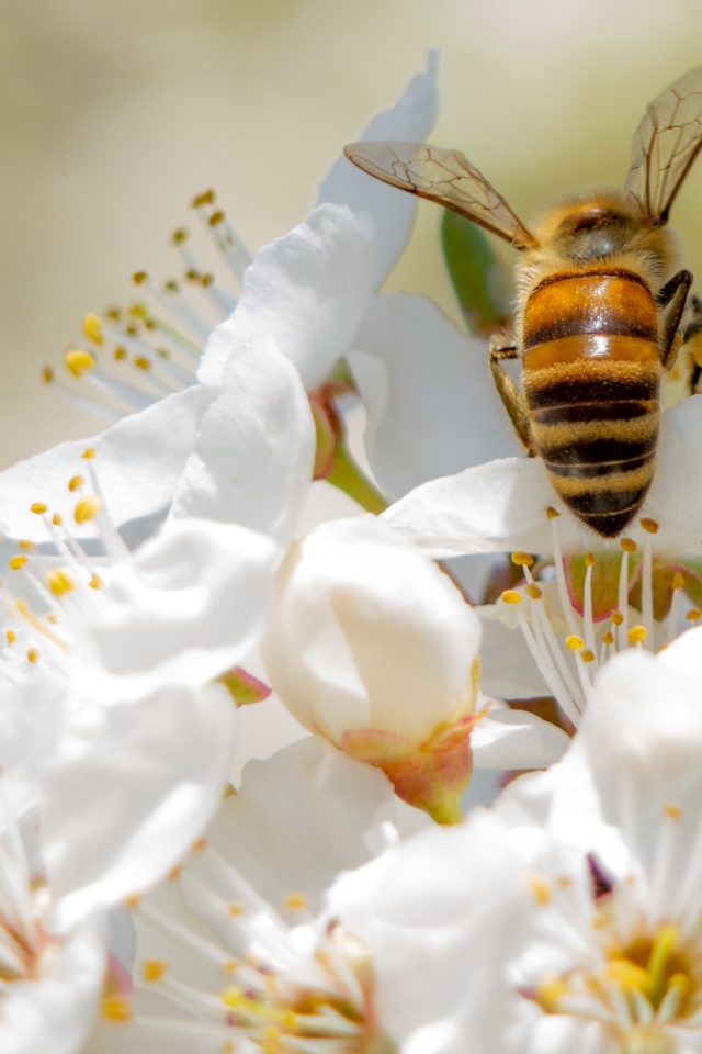 Большая пчела на белых цветах вишни 