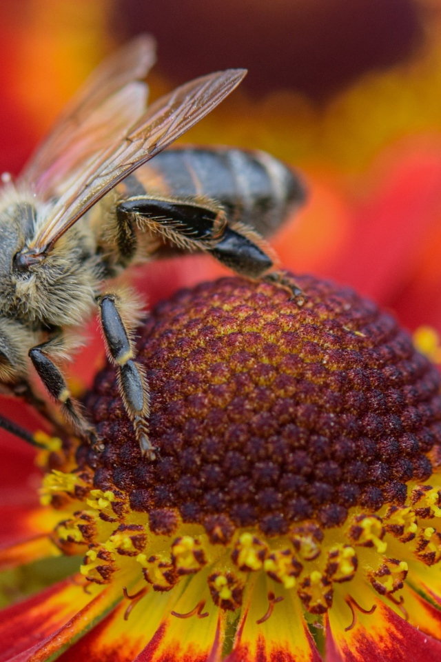 Большая пчела сидит на цветке эхинацеи 