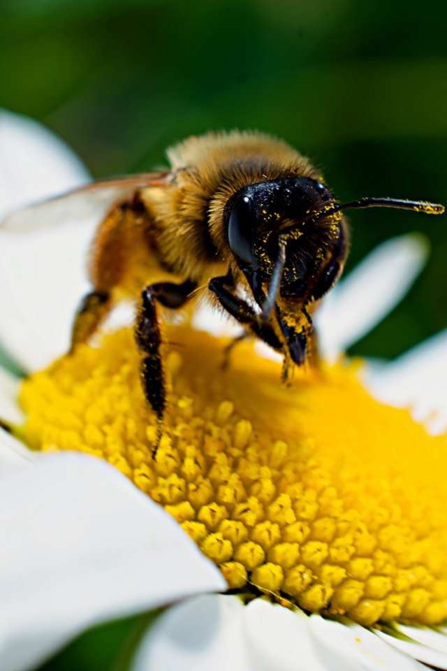 Большая пчела сидит на белом цветке ромашки