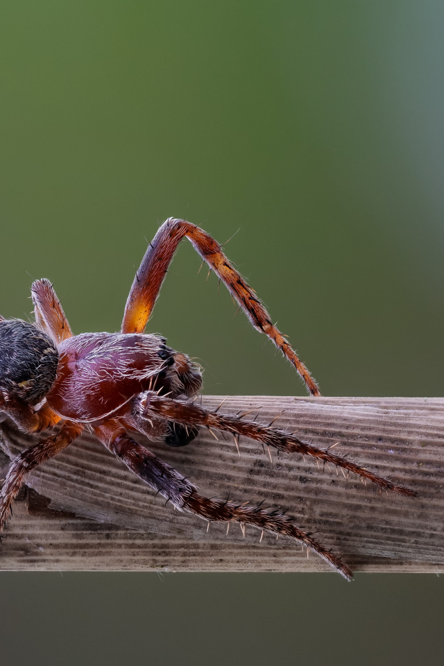 Большой жук на деревянной палке 
