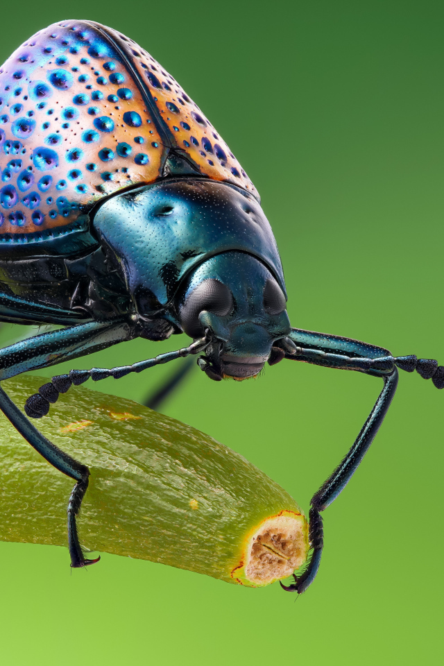 Большой жук сидит на ветке крупным планом