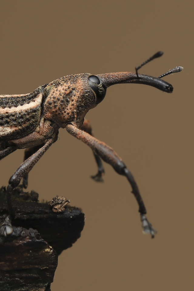 Большой жук долгоносик крупным планом