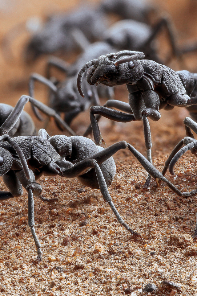 Большие черные муравьи крупным планом