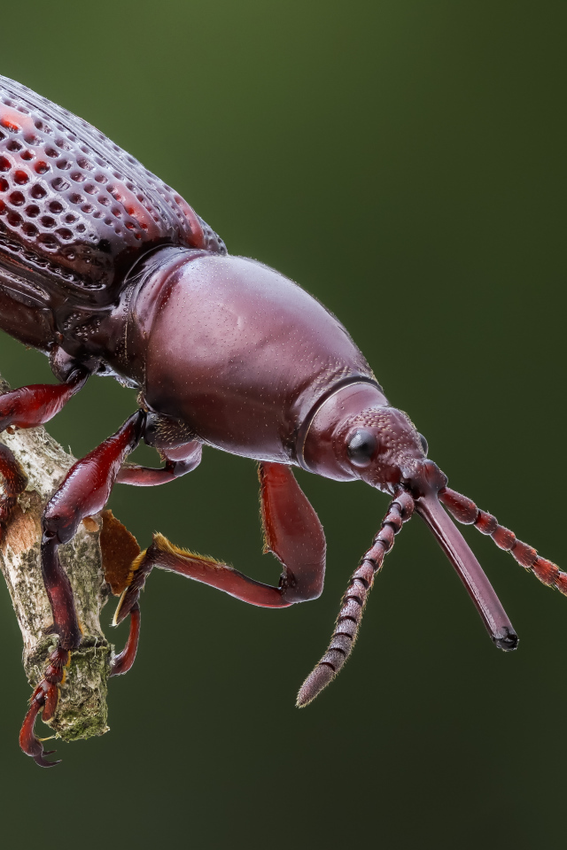 Большой коричневый жук сидит на ветке 