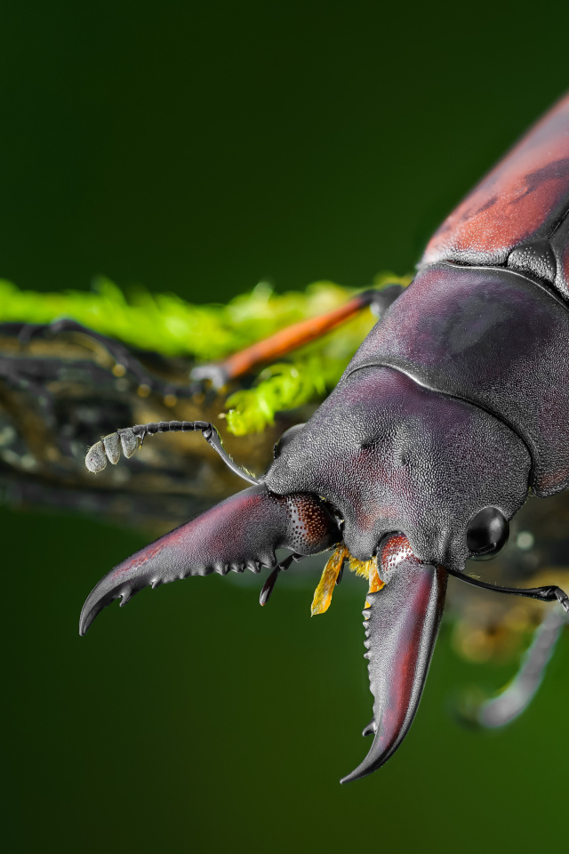 Большой коричневый жук олень сидит на ветке дерева