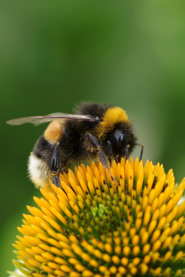 Большой шмель сидит на цветке ромашки 