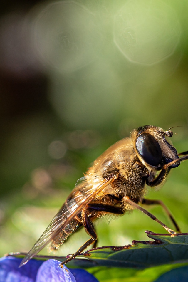 Большая цикада сидит на листе 