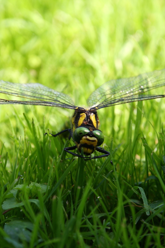 Большая стрекоза сидит на зеленой траве