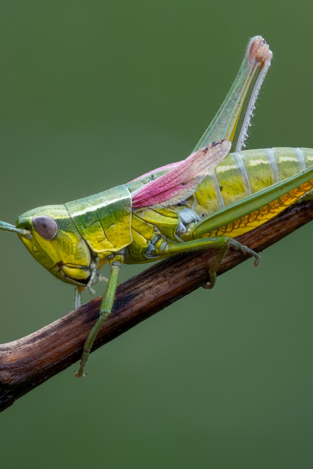 Большой зеленый кузнечик сидит на ветке