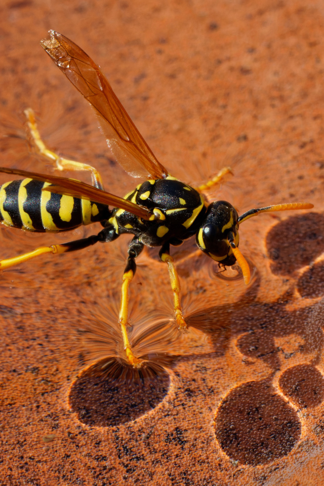 Большая желтая оса сидит на воде 