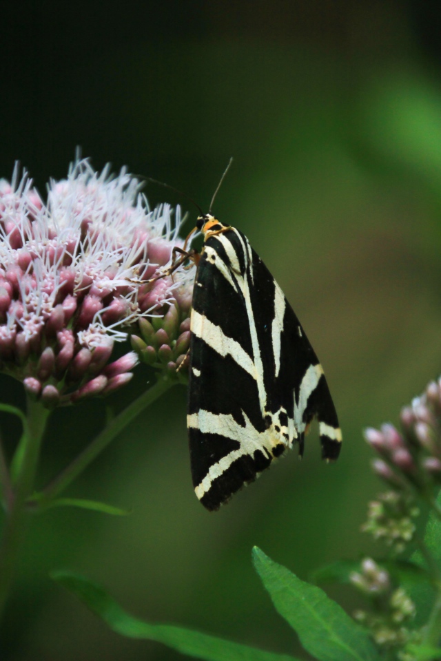Черно-белая бабочка сидит на розовом цветке 