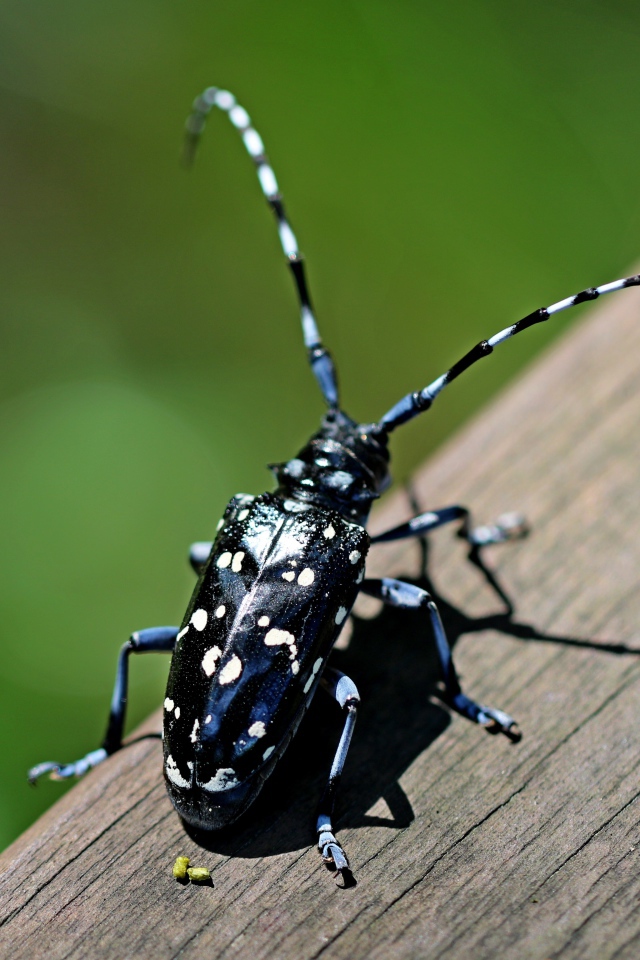 Черный жук Anoplophora chinensis на дереве 