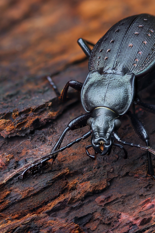 Черный жук жужелица сидит на трухлявом дереве