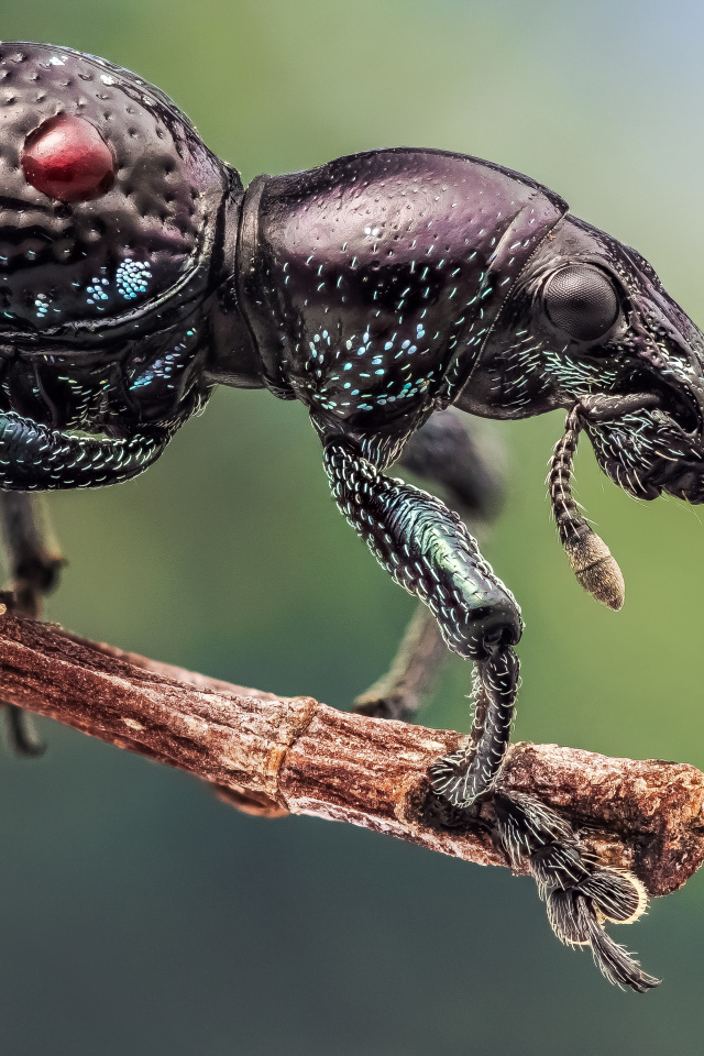 Черный жук долгоносик сидит на ветке дерева