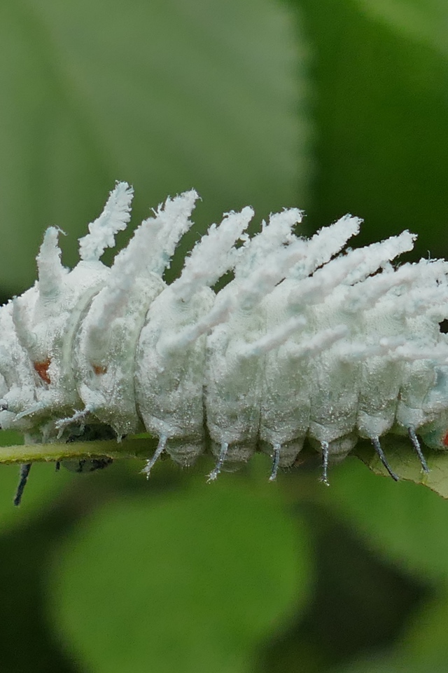 Голубая необычная гусеница