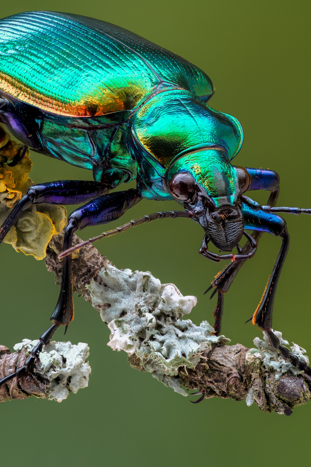 Яркий жук Красотел на ветке крупным планом