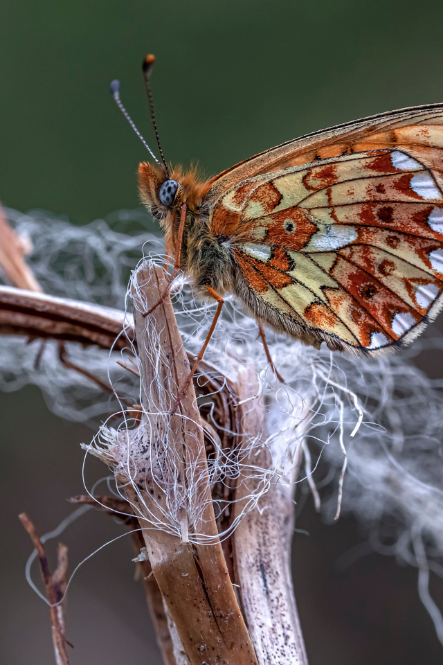 Коричневая бабочка на ветке крупным планом