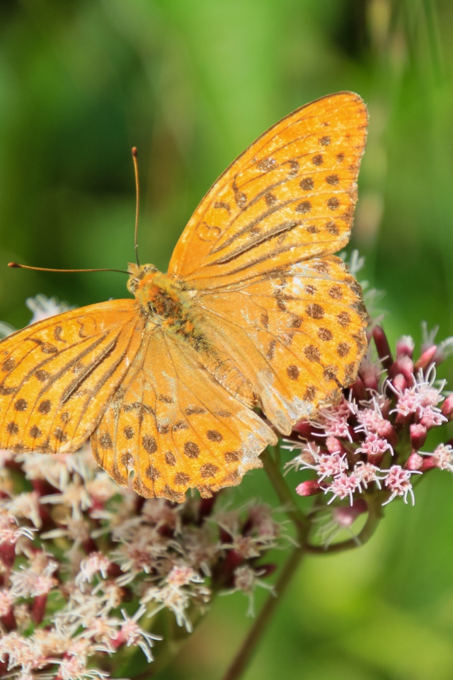 Коричневая бабочка на растении с маленькими розовыми цветами 