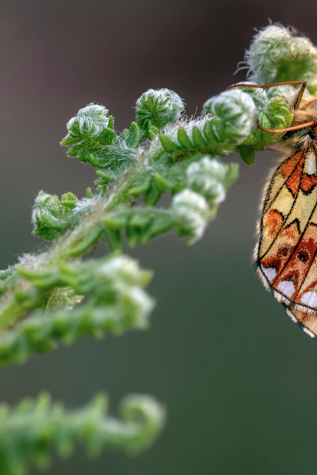 Коричневая бабочка на зеленом цветке папоротника 