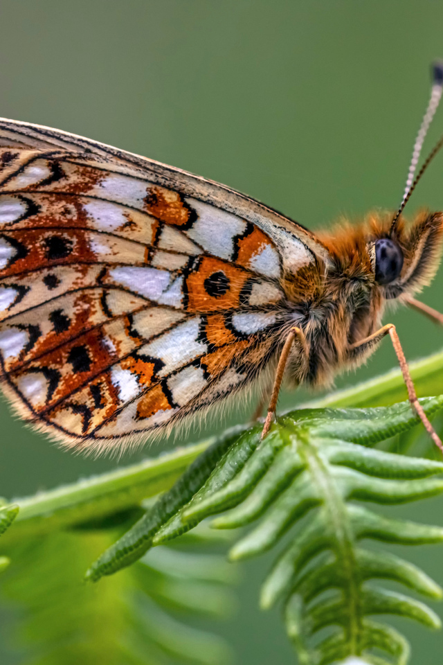 Коричневая бабочка сидит на зеленом листе 
