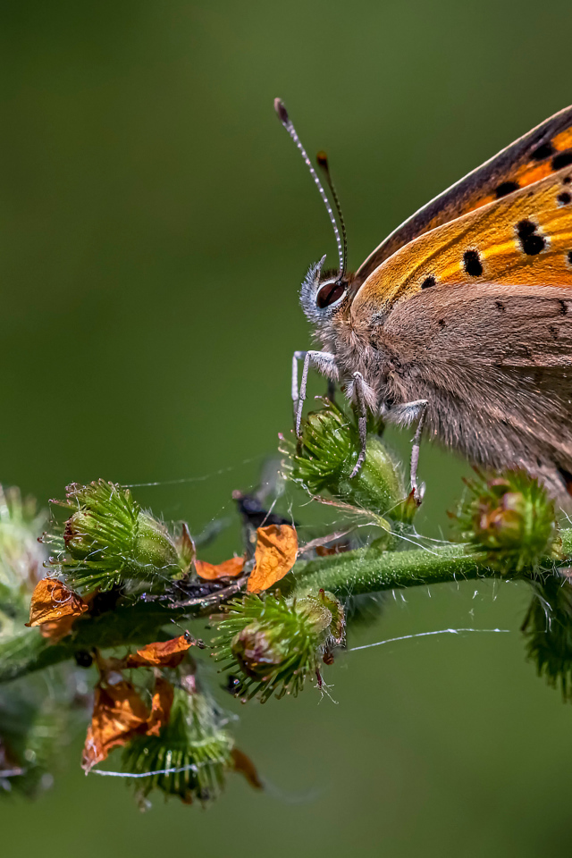 Коричневая бабочка сидит на колючем растении