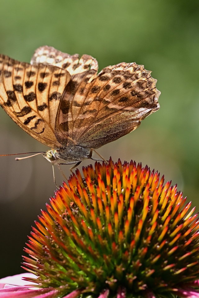 Коричневая бабочка сидит на цветке эхинацеи 