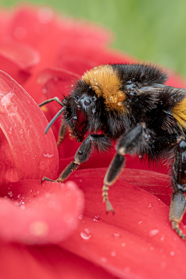 Шмель на красном цветке в каплях воды 