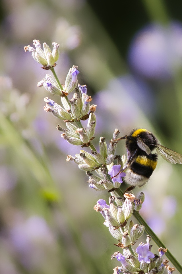 Шмель сидит на ветке лаванды