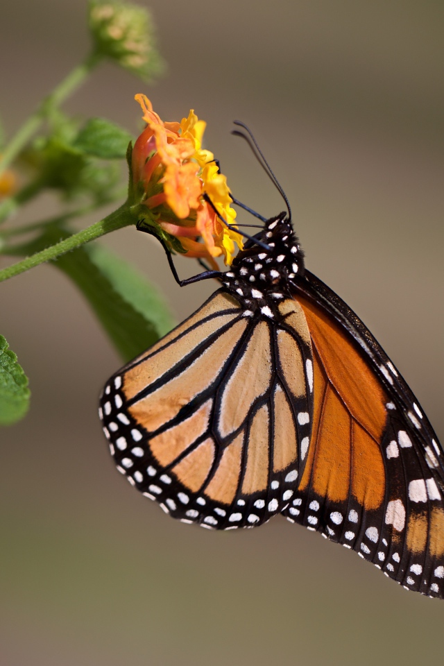 Бабочка сидит на оранжевом цветке крупным планом