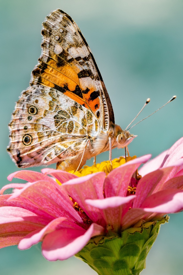 Бабочка сидит на розовом цветке циннии крупным планом