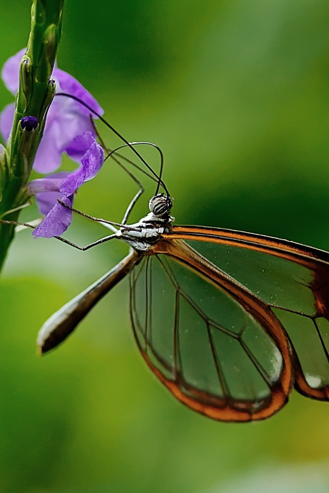 Бабочка с прозрачными крыльями сидит на цветке 
