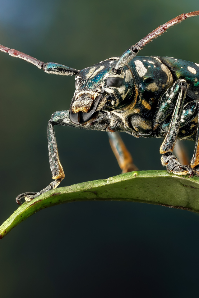 Жук Фаустабрина на зеленом листе крупным планом