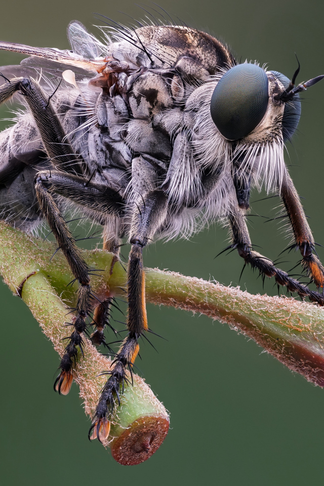 Муха крупным планом на ветке 