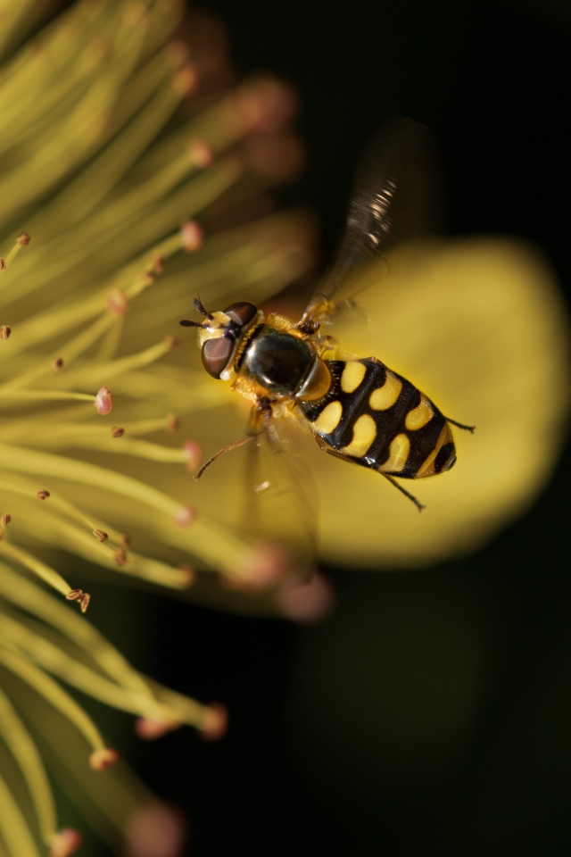 Муха журчалка у желтого цветка 