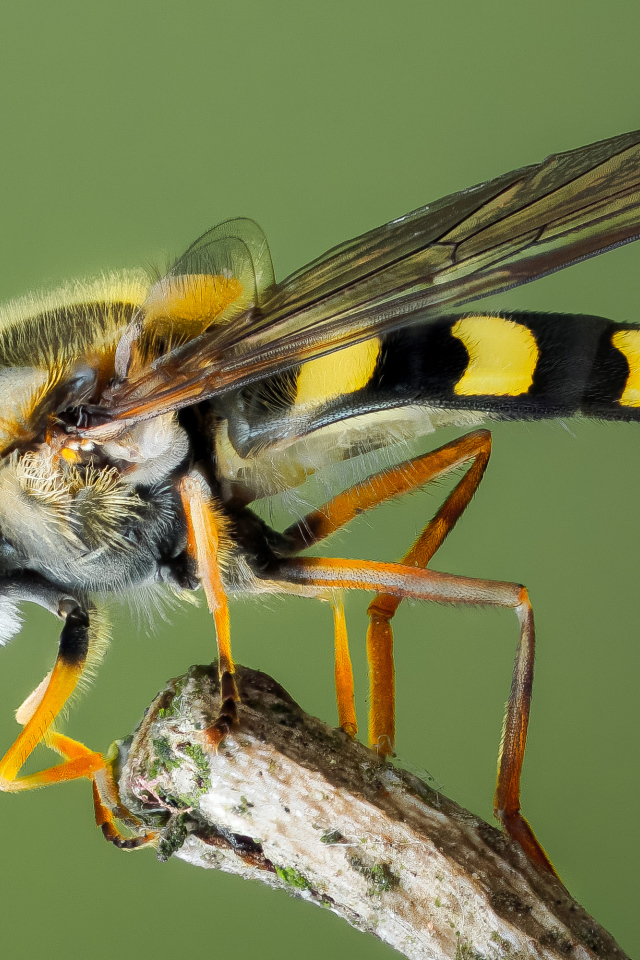 Муха журчалка на ветке крупным планом