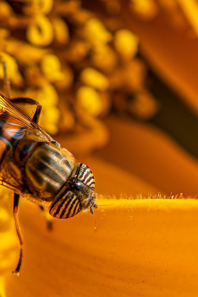 Большая цикада сидит на желтом цветке 