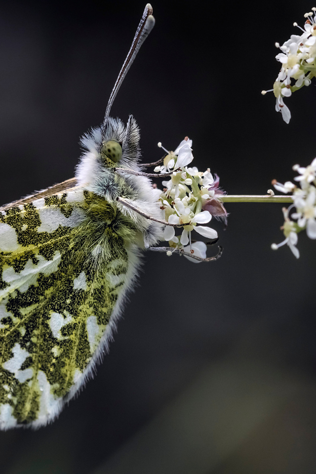 Зеленая бабочка сидит на  белом цветке 
