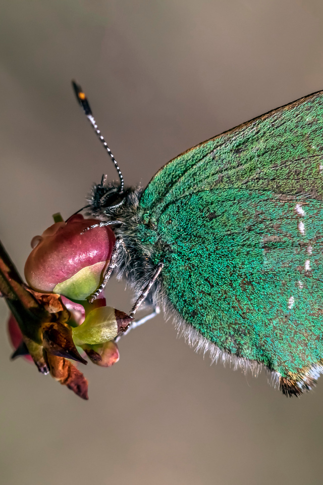 Зеленая бабочка сидит на ветке 
