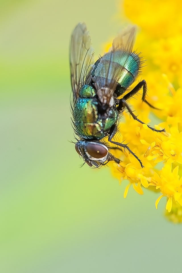 Зеленая муха сидит на желтом цветке