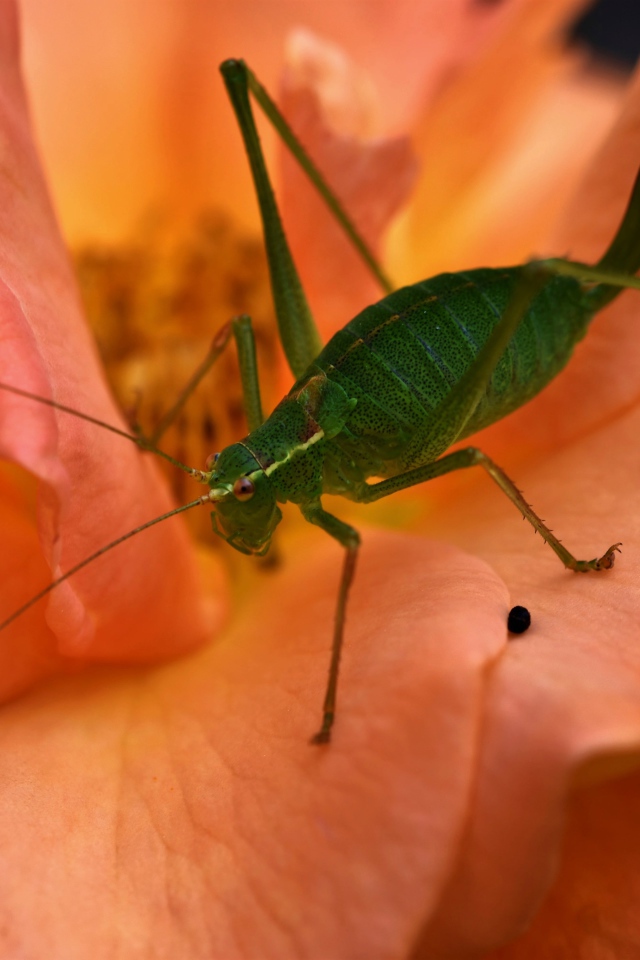 Зеленый кузнечик сидит на розовой розе 