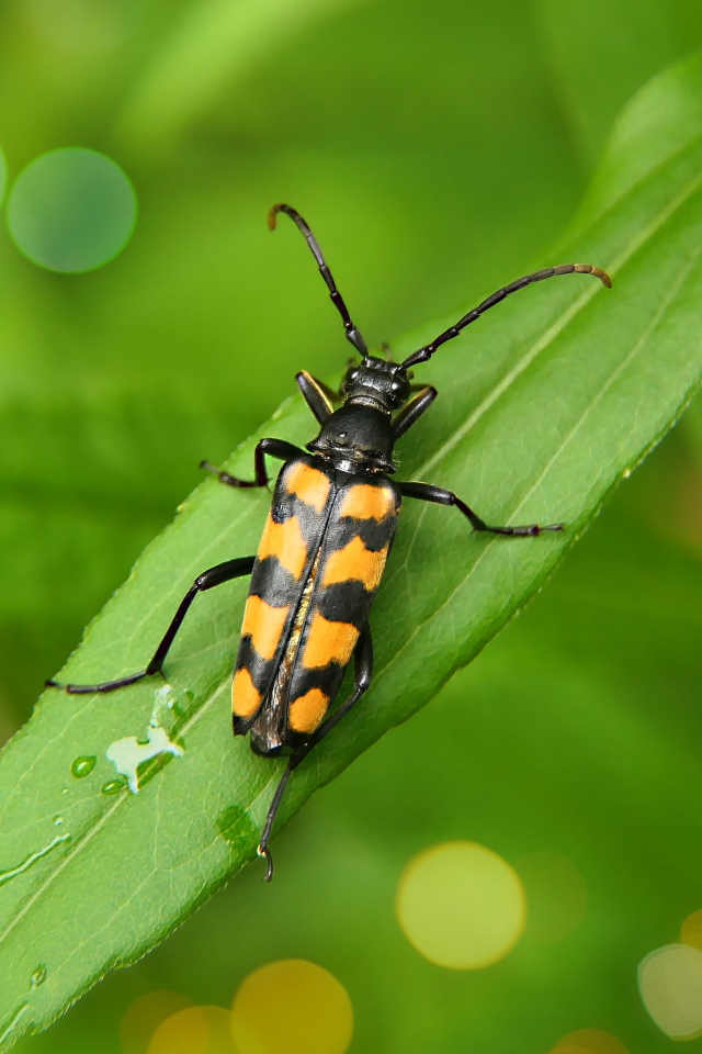 Большой черно-желтый жук сидит на зеленом листе 