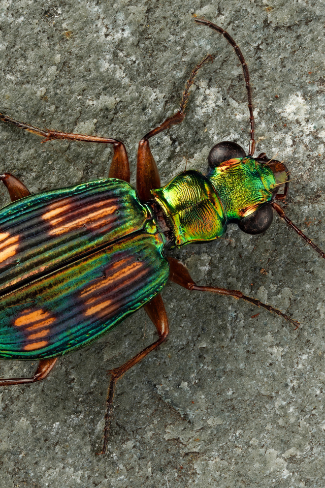 Большой бронзовый жук на серой стене 