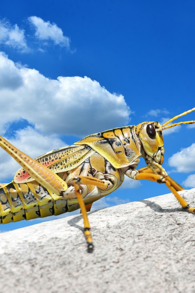 Большой кузнечик на камне на фоне голубого неба 